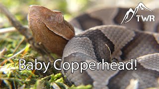 Baby Copperhead Identification Tips and More Information [upl. by Andrej]