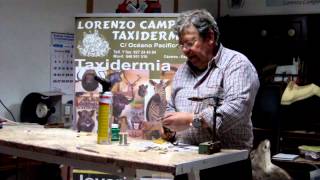 Curso de Taxidermia Capitulo 1 Confección de casquillos [upl. by Anivram43]