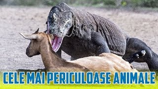 10 Cele Mai Periculoase Animale De Pe Glob [upl. by Dugaid993]