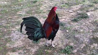 Mcrae Rooster [upl. by Mallorie]