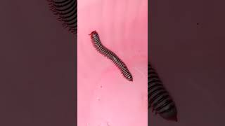 Millipede Animal show millipede giantmillipedes cuteanimals wildlife funny insects animals [upl. by Astiram]