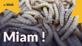 Insectes comestibles la plus grande ferme au monde ouvre en France   Reportage [upl. by Sven]