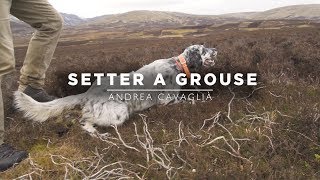 Setter a Grouse  English Setter Training in Scotland [upl. by Voss]