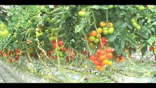 Greenhouse Energy part 1 climate neutral horticulture [upl. by Foskett]