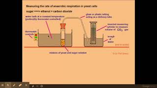 522 Respiration i ii Practical investigations into respiration rates in yeast [upl. by Enitram287]