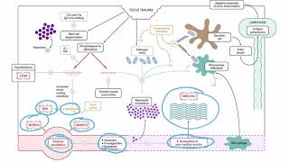 The Kinin System for the USMLE Step 1 [upl. by Trebleda]