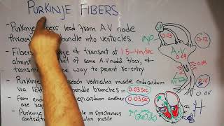 CVS physiology 18 The purkinje fibers and rapid transmission in the ventricular system [upl. by Semyaj]