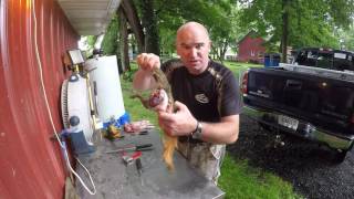 Skinning Squirrels Fast Way Series [upl. by Rebm]