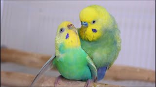 Budgies  parakeets  Mating  Breeding [upl. by Troyes]