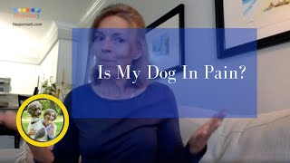 Arthritis and weak back end in Senior Dogs5 ways to relieve joint painat home Physical Therapy [upl. by Adriel]