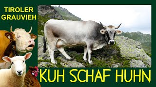 KUH SCHAF HUHN Folge 1 Tiroler Grauvieh  Die silbernen Rinder der Tiroler Berge  Wipptaler Rind [upl. by Frantz]