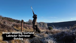 Driven Pheasant amp Partridge Shooting with a Labrador Retriever Gundog [upl. by Haneen]