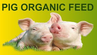 How To Make Organic Feeds For Pigs [upl. by Hairej]