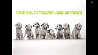 Canine Estrous Cycle Veterinary Technician Education [upl. by Braeunig]