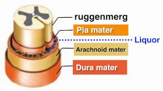 Ruggenmerg medulla spinalis [upl. by Ycat598]