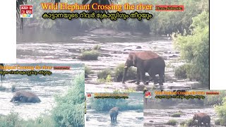 Wild Elephant crossing the river [upl. by Balac863]