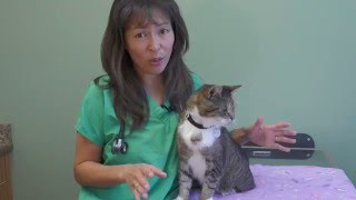 How to treat feline acne  Dr Justine Lee [upl. by Bluh]