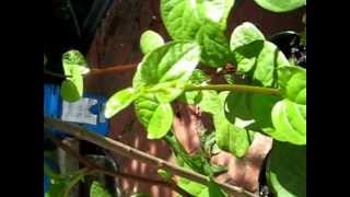 Basella rubra Malabar Spinach Growing in Ottawa City Ontario Canada [upl. by Vi]