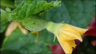 Citrullus lanatus Cucurbitaceae familynature trending flowers garden flora [upl. by Learsiy]