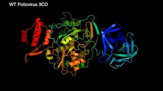 Poliovirus 3CD Molecular Dynamics Simulation [upl. by Nader186]