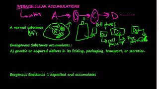 14  Intracellular Accumulations  cells retain substances due to 3 main ways [upl. by Ahtelra646]