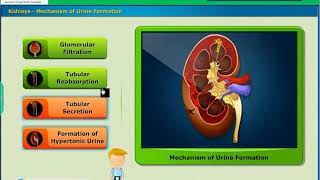 Mechanisam of Urine Formation Excretion Class 10 Biology [upl. by Hillery127]