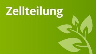 Zellteilung  Biologie  Biologie der Zellen [upl. by Joelynn]