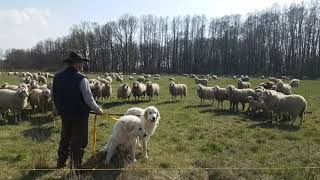 Ankunft der Herdenschutzhunde in Reitwein [upl. by Brothers576]