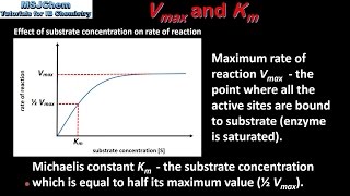 B7 Vmax and Km HL [upl. by Nari]