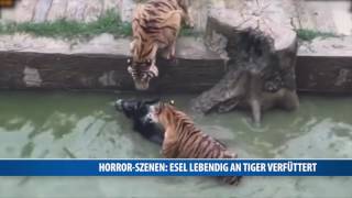 HorrorSzenen Esel lebendig an Tiger verfüttert [upl. by Ameekahs]