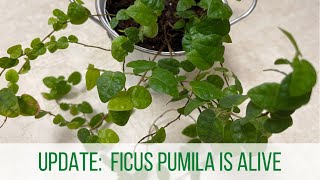 Update Ficus Pumila Creeping Fig SURVIVES [upl. by Sidonnie180]