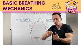 Basic Breathing Mechanics [upl. by Shult235]