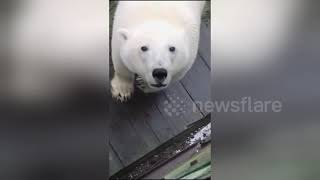 Station workers surprise close encounter with huge polar bear on Arctic island [upl. by Vasyuta966]