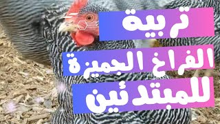 معلومات أساسية لتربية الفراخ الجميزة 🐔  للمبتدئين تربية الفراخ الجميزة☑️ [upl. by Ianahs]