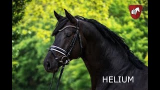 Trakehner Hengst HELIUM [upl. by Sybila460]