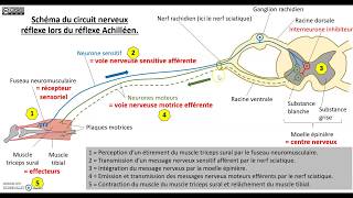 Le contrôle nerveux du réflexe myotatique [upl. by Lemuel]