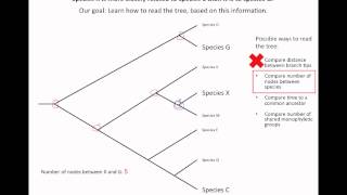 How to read an evolutionary tree [upl. by Eelan964]