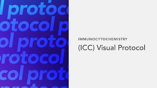 Immunocytochemistry ICC Visual Protocol [upl. by Drofnil112]