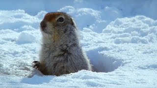 How an Arctic Squirrel Survives Winter  Wild Alaska  BBC Earth [upl. by Eissolf159]