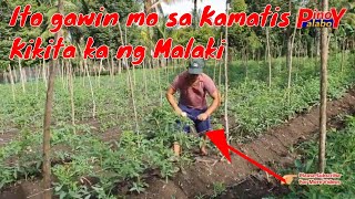 DAPAT mong GAWIN sa PAGTANIM ng KAMATIS  Tomato Farming [upl. by Idram]