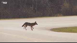 Rabid coyote in Cayce tests positive for rabies [upl. by Fausta]