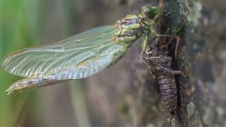 Metamorfosis libélula  Dragonfly metamorphosis timelapse 4K [upl. by Sixele318]