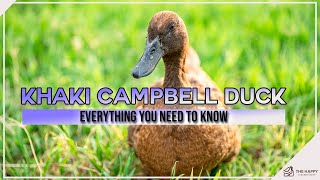 Khaki Campbell Duck Everything You Need To Know [upl. by Akehsar575]