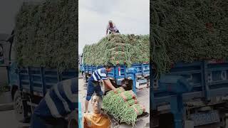 agriculture automobile nature harvest of okra flowers [upl. by Ocimad]