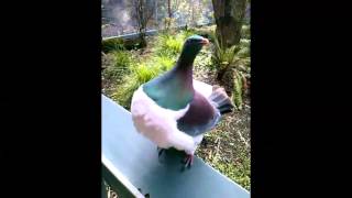 NZ Wood Pigeon Dances Like Noones Watching at the Otorohanga Kiwi House [upl. by Bindman]