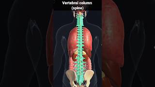 spine vertebral column  vertebral column and spinal cord foryou shorts [upl. by Aicinoid]