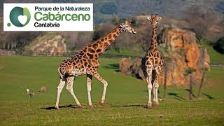 Parque de CABÁRCENO 4K Parque de la Naturaleza y Safari de Animales  3 Cantabria  España [upl. by Ydnelg]