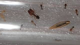 Pheidole pilifera  In the Nest [upl. by Nette227]