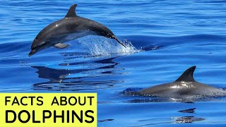 Dolphin Facts for Kids  Interesting Educational Video about Dolphins for Children  Fun Facts [upl. by Funch]