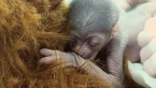 A Miracle Baby Javan Gibbon is Born at the Greensboro Science Center [upl. by Tekcirc109]